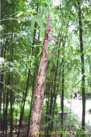 Phyllostachys bambusoides ´Tanake´ 2