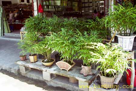 Vyrobeno z bambusu - bambusy v kvetinacich