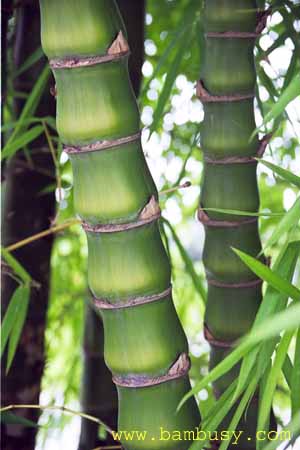 Bambusa vulgaris ´Wamin´