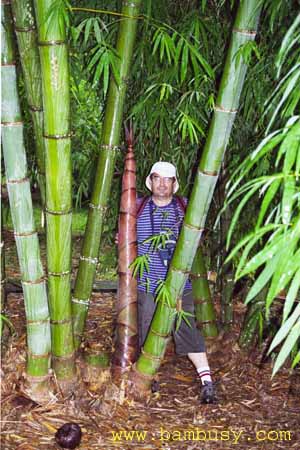 Dendrocalamus giganteus 1