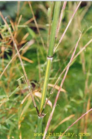 Phyllostachys arcana ´Luteosulcata´ 1 