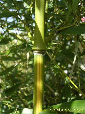 Phyllostachys arcana ´Luteosulcata´ 2