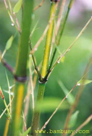 Phyllostachys arcana ´Luteosulcata´ 3