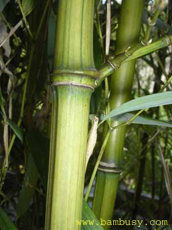 Phyllostachys aureosulcata ´Harbin inversa´