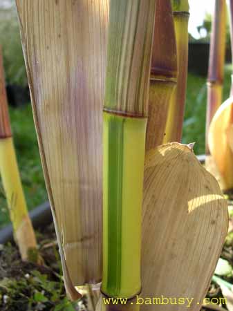 Phyllostachys aureosulcata ´Spectabilis´ 3