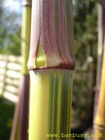 Phyllostachys aureosulcata ´Spectabilis´ 4