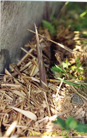 Phyllostachys aureosulcata