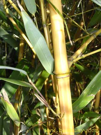 Phyllostachys aureosulcta ´Aureocaulis ´ 1