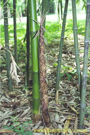 Phyllostachys bambusoides ´Tanake´ 3