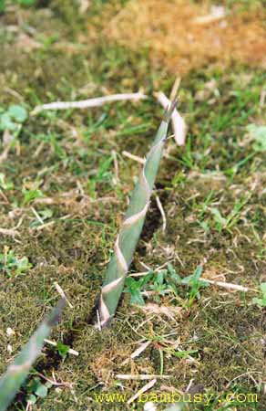 Phyllostachys bissetii