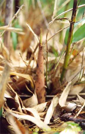 Phyllostachys dulcis