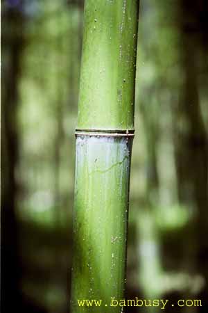 Phyllostachys iridescens 2