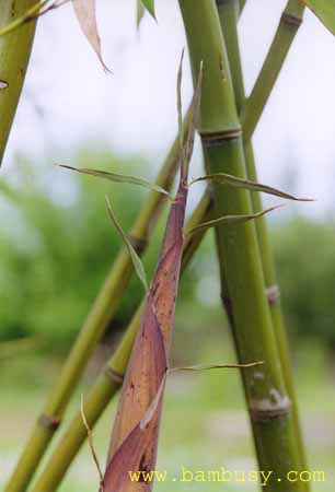 Phyllostachys iridescens 3