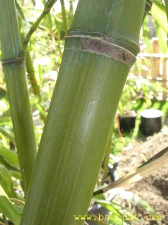 Phyllostachys iridescens