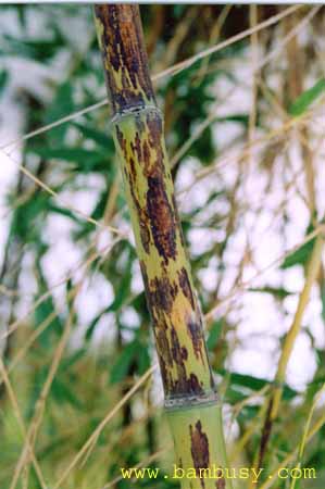 Phyllostachys nigra ´Boryana´ 1