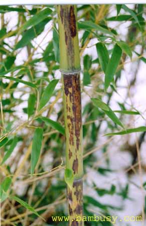 Phyllostachys nigra ´Boryana´ 2