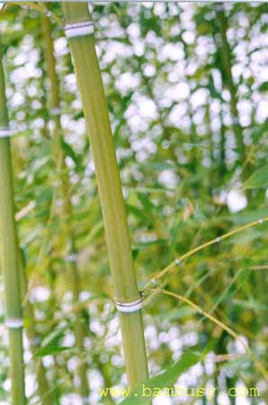 Phyllostachys nigra ´Henonis´