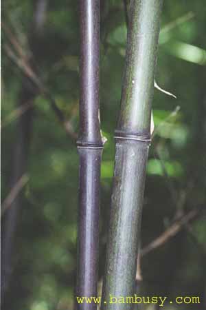 Phyllostachys nigra 1