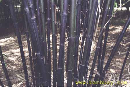 Phyllostachys nigra 2