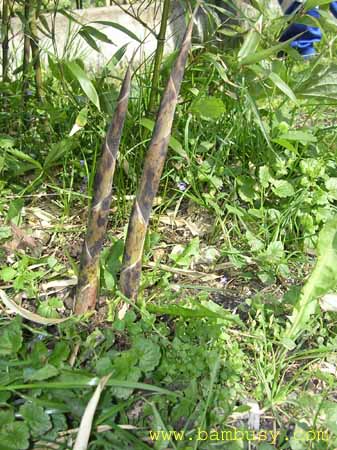 Phyllostachys nuda