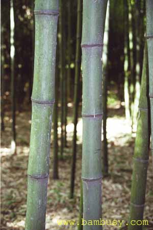 Phyllostachys prominens