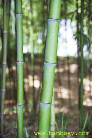 Phyllostachys propinqua 1