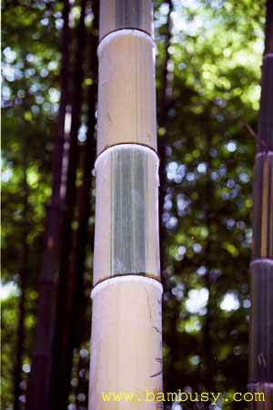 Phyllostachys pubescens ´Tao Kiang´