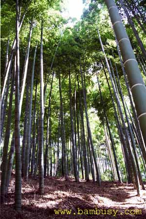 Phyllostachys pubescens (Ph_edulis) 1