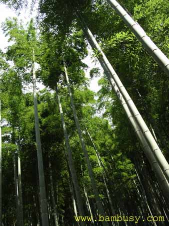 Phyllostachys pubescens