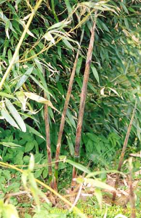 Phyllostachys viridiglaucescens