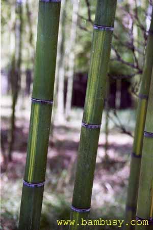 Phyllostachys viridis ´Houzeau´