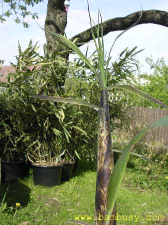 Phyllostachys vivax ´Aureocaulis´