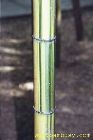Phyllostachys vivax ´Aureocaulis