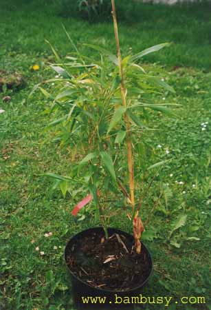 Phyllostachys vivax ´Huanwenzhu´revertujici ve P_v_ ´Aureocaulis´