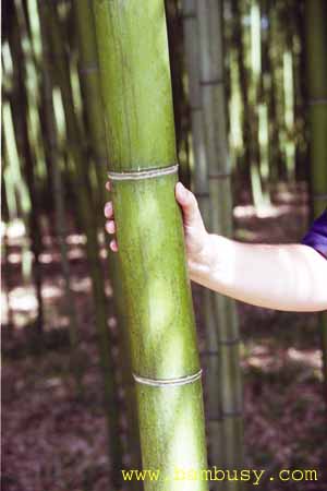 Phyllostachys vivax 2