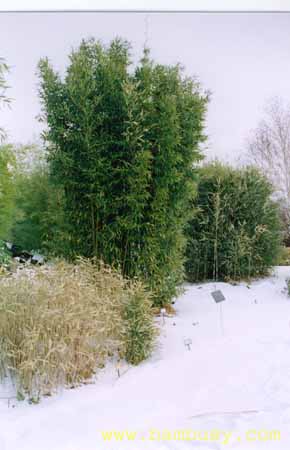 Semiarundinaria fastuosa 1