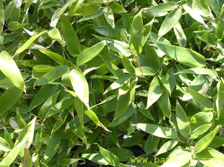 Shibatea kumasaca