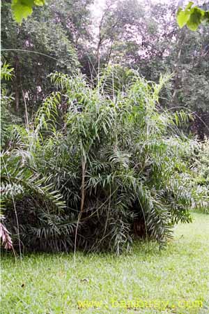 Talamus rotang - Ratan