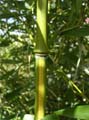 Phyllostachys arcana ´Luteosulcata´ 2