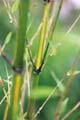 Phyllostachys arcana ´Luteosulcata´ 3