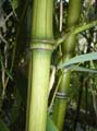 Phyllostachys aureosulcata ´Harbin inversa´