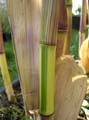 Phyllostachys aureosulcata ´Spectabilis´ 3