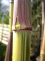 Phyllostachys aureosulcata ´Spectabilis´ 4