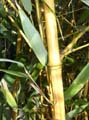 Phyllostachys aureosulcta ´Aureocaulis ´ 1