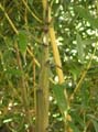 Phyllostachys aureosulcta ´Aureocaulis ´ 2