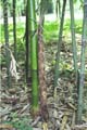 Phyllostachys bambusoides ´Tanake´ 3