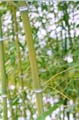 Phyllostachys nigra ´Henonis´