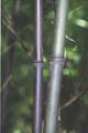 Phyllostachys nigra 1