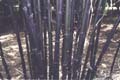 Phyllostachys nigra 2