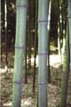 Phyllostachys prominens